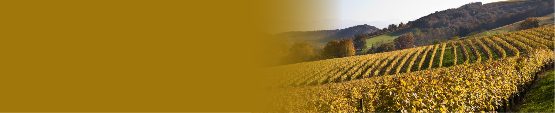 Achat Armagnac et vin de la région Sud Ouest sur Vintage and Co