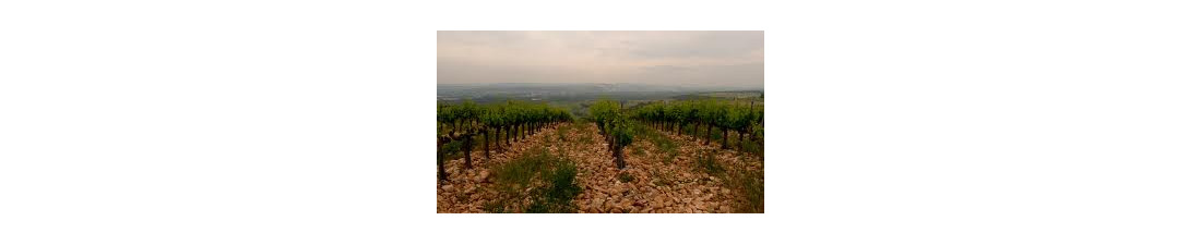 Achat de Chateauneuf du Pape sur Vintage and Co | Sélection de Vins de la région Rhone