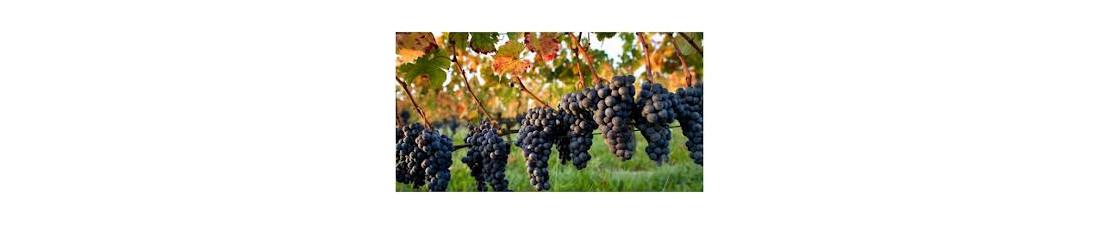 Achat de Aloxe Corton sur Vintage and Co | Sélection de Vins de la région Bourgogne