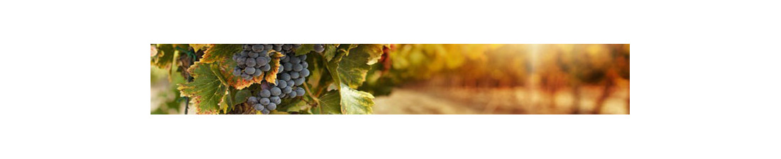 Achat de Sauternes sur Vintage and Co | Sélection de Vins de la région Bordeaux