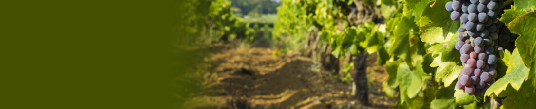 Achat Vins de la région Beaujolais sur Vintage and Co