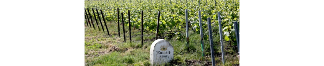 Vous recherchez du Champagne Ruinart au meilleur prix ? Nombreux millésimes de la région Champagne en vente en ligne.