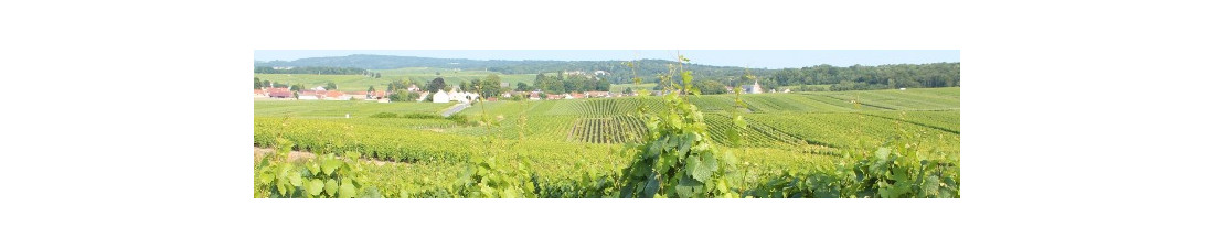 Vous recherchez du Champagne Taittinger au meilleur prix ? Nombreux millésimes de la région Champagne en vente en ligne.