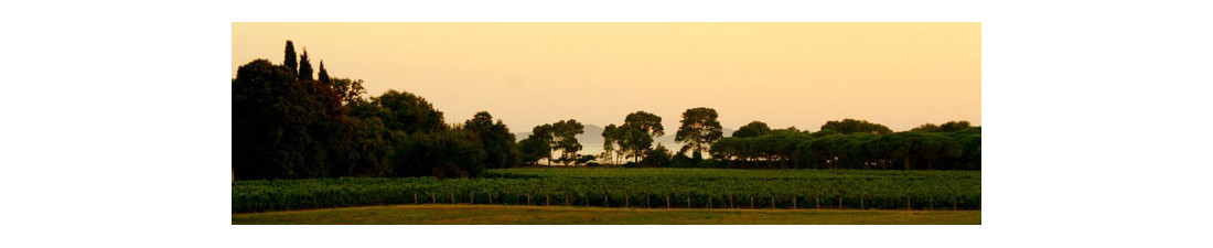 Vous recherchez du Vin Domaine d'Ott au meilleur prix ? Nombreux millésimes de la région Provence en vente en ligne.