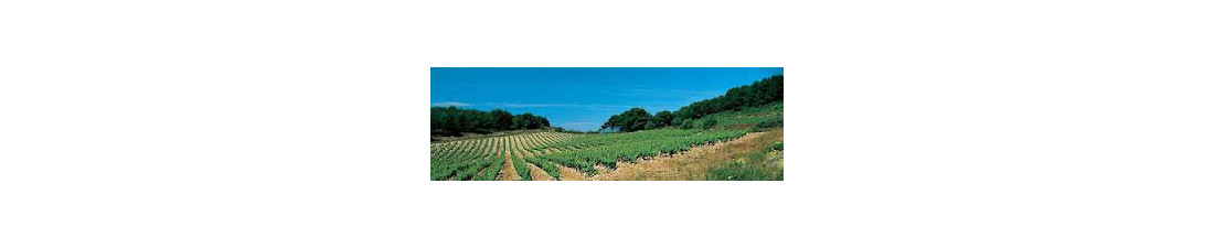 Achat de Bandol sur Vintage and Co | Sélection de Vins de la région Provence