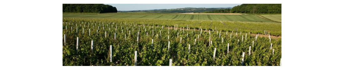 Achat de Ste Croix du Mont sur Vintage and Co | Sélection de Vins de la région Bordeaux