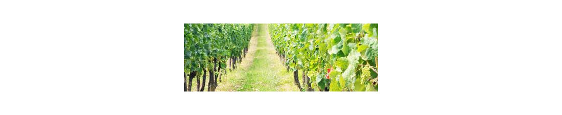 Vous recherchez du Vin Olivier Leflaive au meilleur prix ? Nombreux millésimes de la région Bourgogne en vente en ligne.