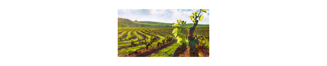 Achat de Aligoté sur Vintage and Co | Sélection de Vins de la région Bourgogne