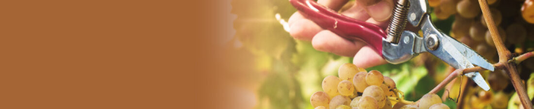 Notre sélection de vins de Barsac Sauternes sur Vintage and CO