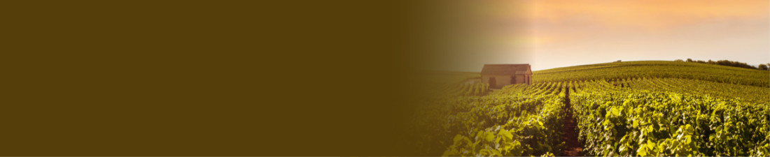Notre sélection de Vins de Bourgognes blancs au meilleur prix sur Vintage and Co